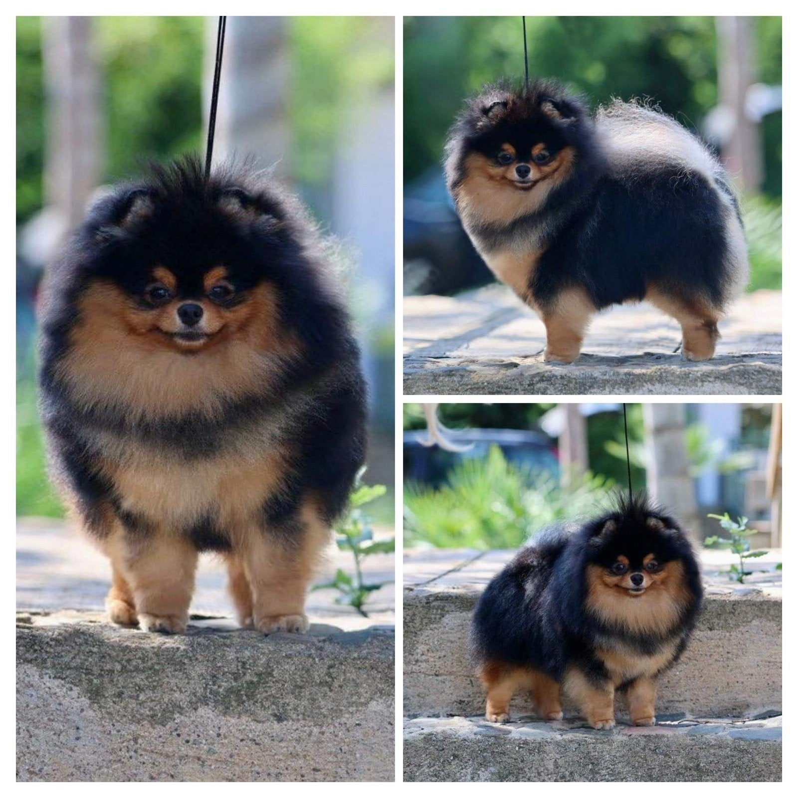 Pups beschikbaar. Raszuivere pomeranian/pomeriaan/dwergkees, Keeshond, 8 tot 15 weken, Meerdere, Meerdere dieren