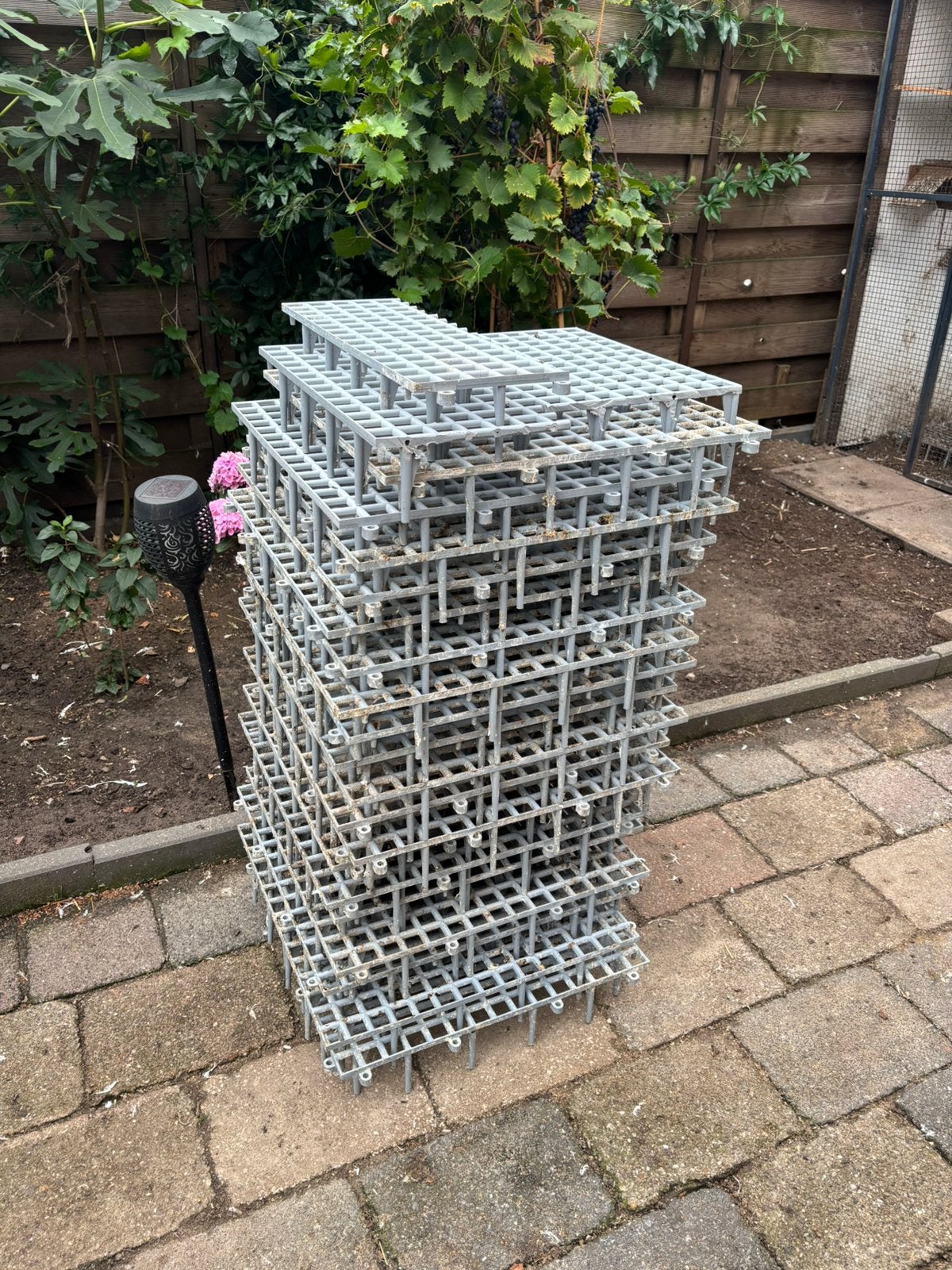 20x vloeroosters duiven, Meerdere dieren, Postduif