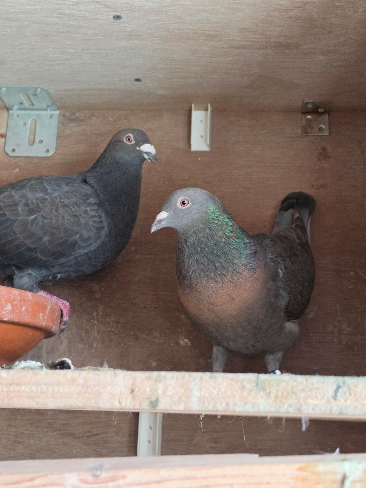 Te koop: Goed koppel duiven, Dieren en Toebehoren, Vogels | Duiven, Meerdere dieren