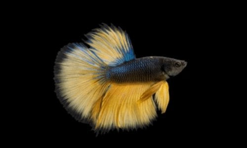 Betta man - Blue Mustard - Koidream Valburg, Dieren en Toebehoren, Vis, Zoetwatervis