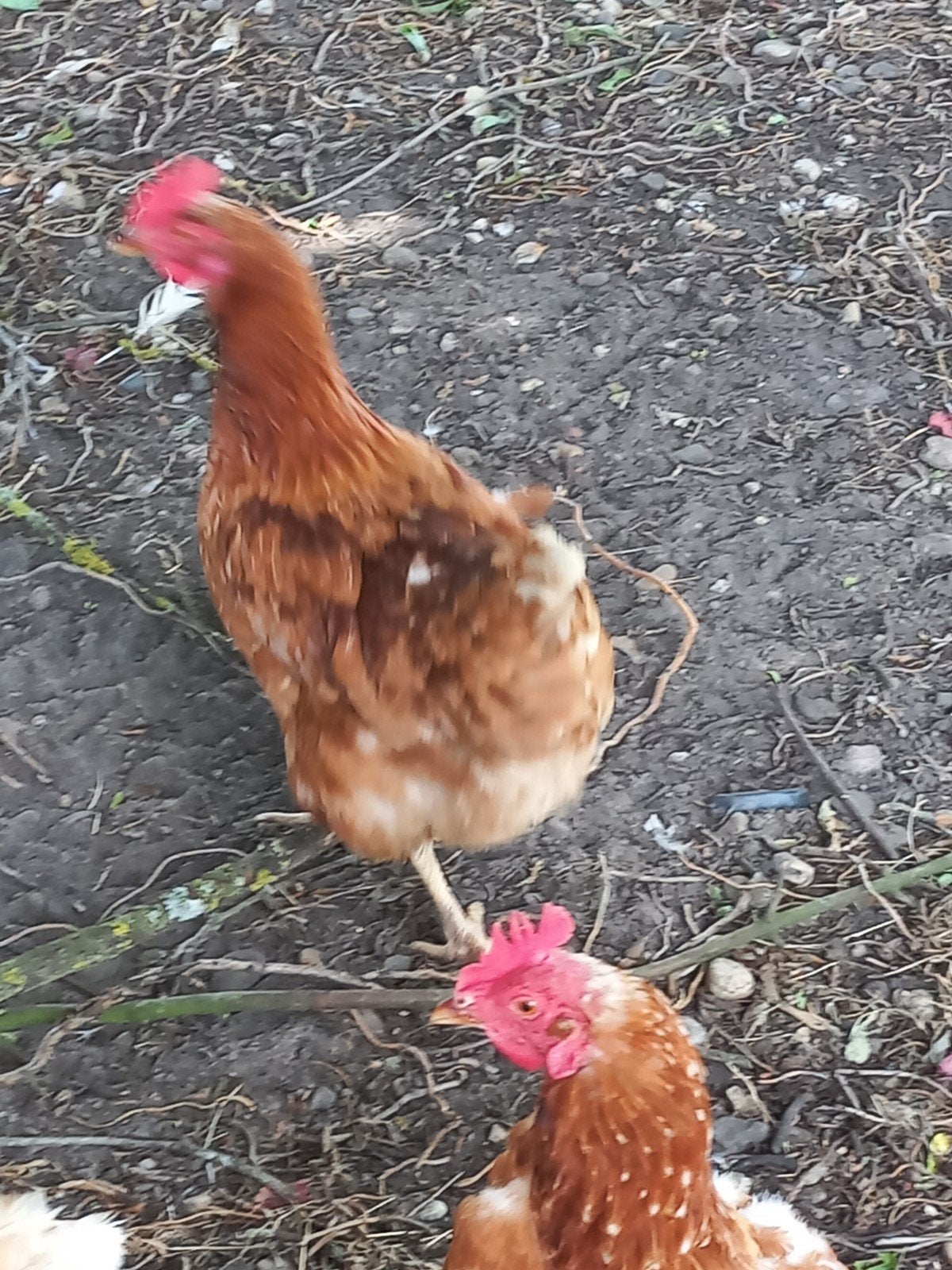 Goede legkippen!, Dieren en Toebehoren, Pluimvee, Vrouwelijk, Kip
