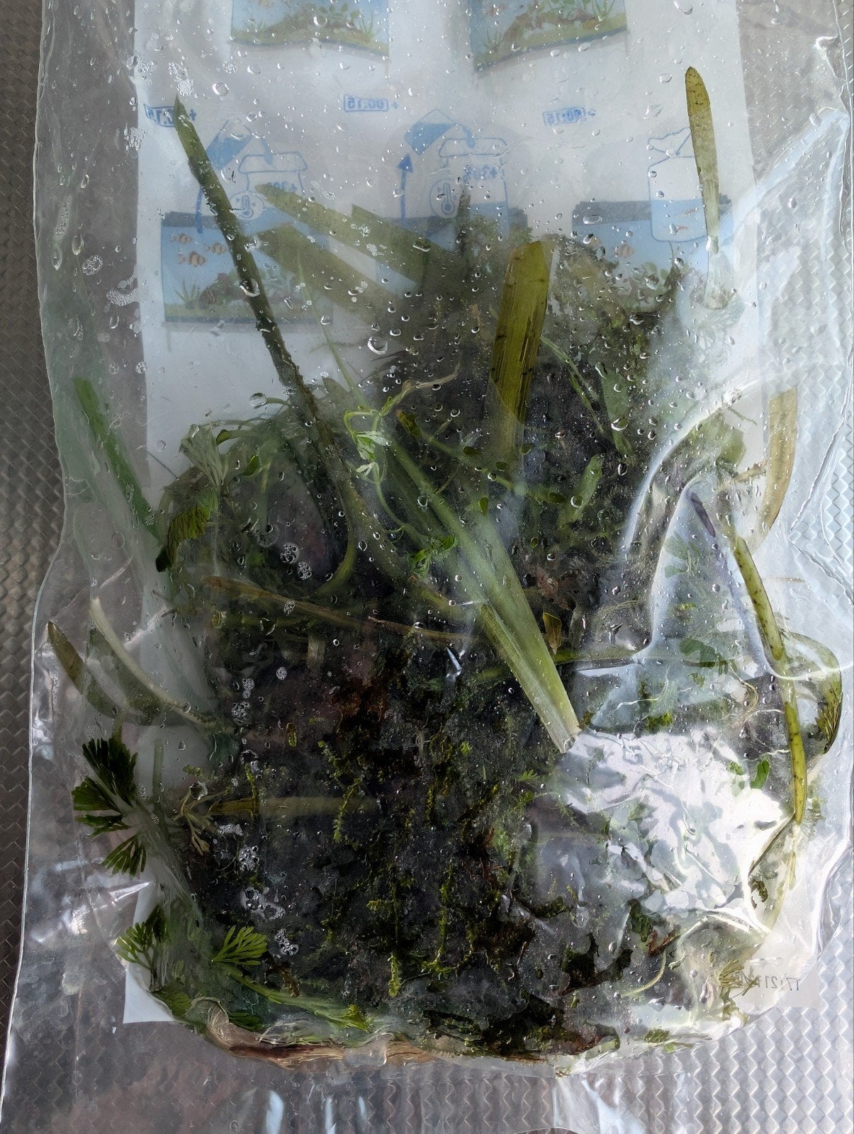 aquariumplantjes, Ophalen of Verzenden