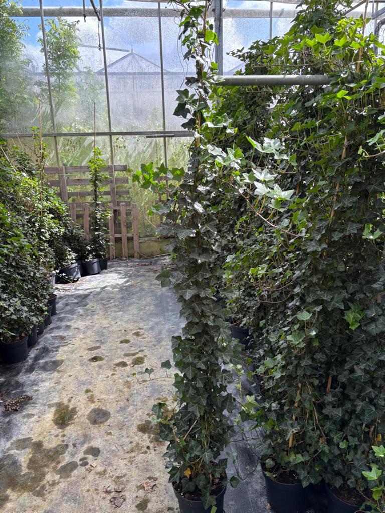 Super dikke groene Hedera van 220 cm hoog, Ophalen, Overige soorten, 100 tot 250 cm