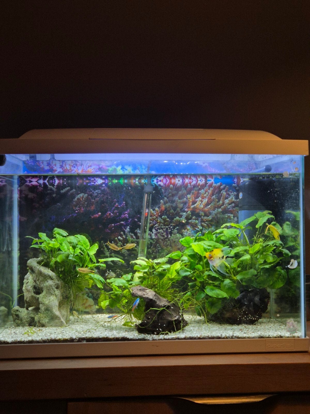 aquarium compleet, Ophalen, Inclusief toebehoren, Zo goed als nieuw, Gevuld zoetwateraquarium