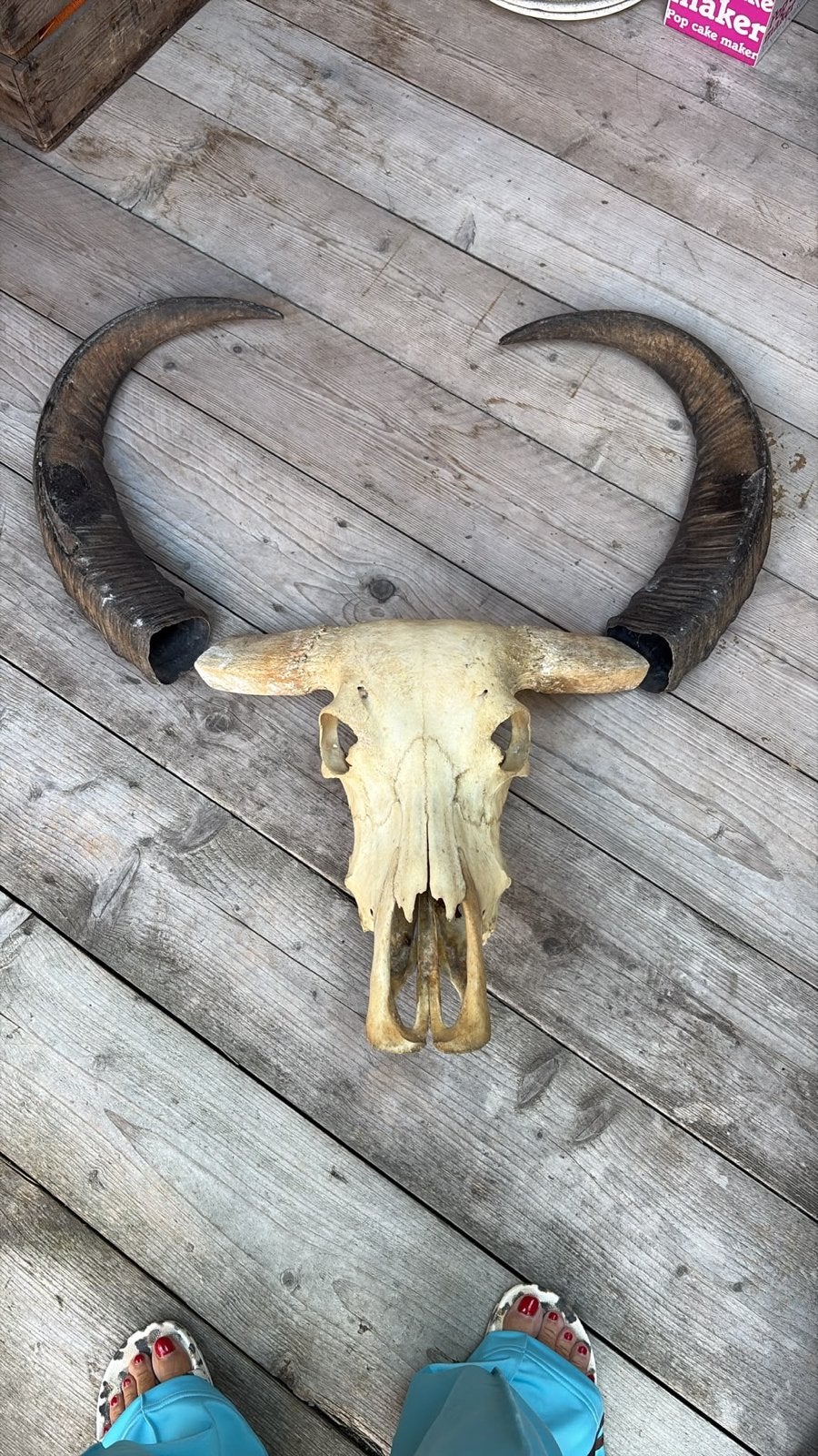 Grote schedel met hoorns - Decoratie, Ophalen, Gebruikt, Boerderijdier, Schedel