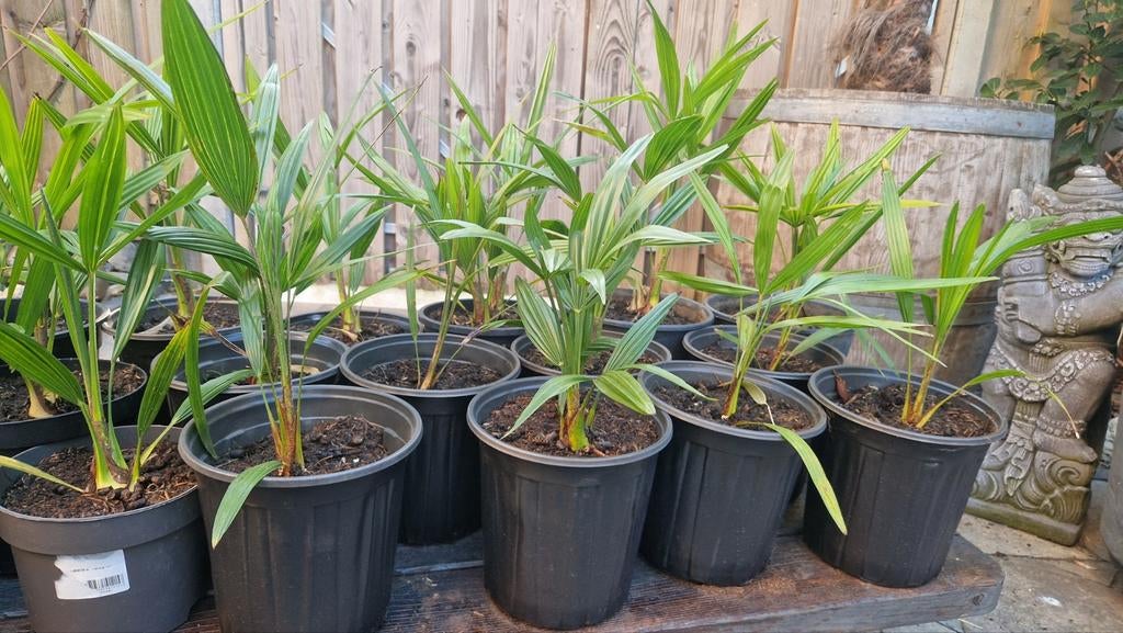 Palmbomen 5 jarige NL gekweekt Trachycarpus 2 voor 25€, Ophalen of Verzenden, Vaste plant, Overige soorten, Halfschaduw