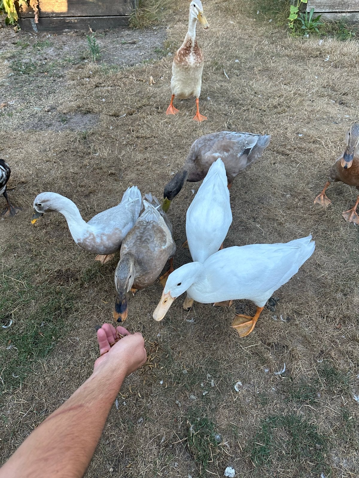 Loopeenden, Dieren en Toebehoren, Pluimvee, Meerdere dieren, Eend