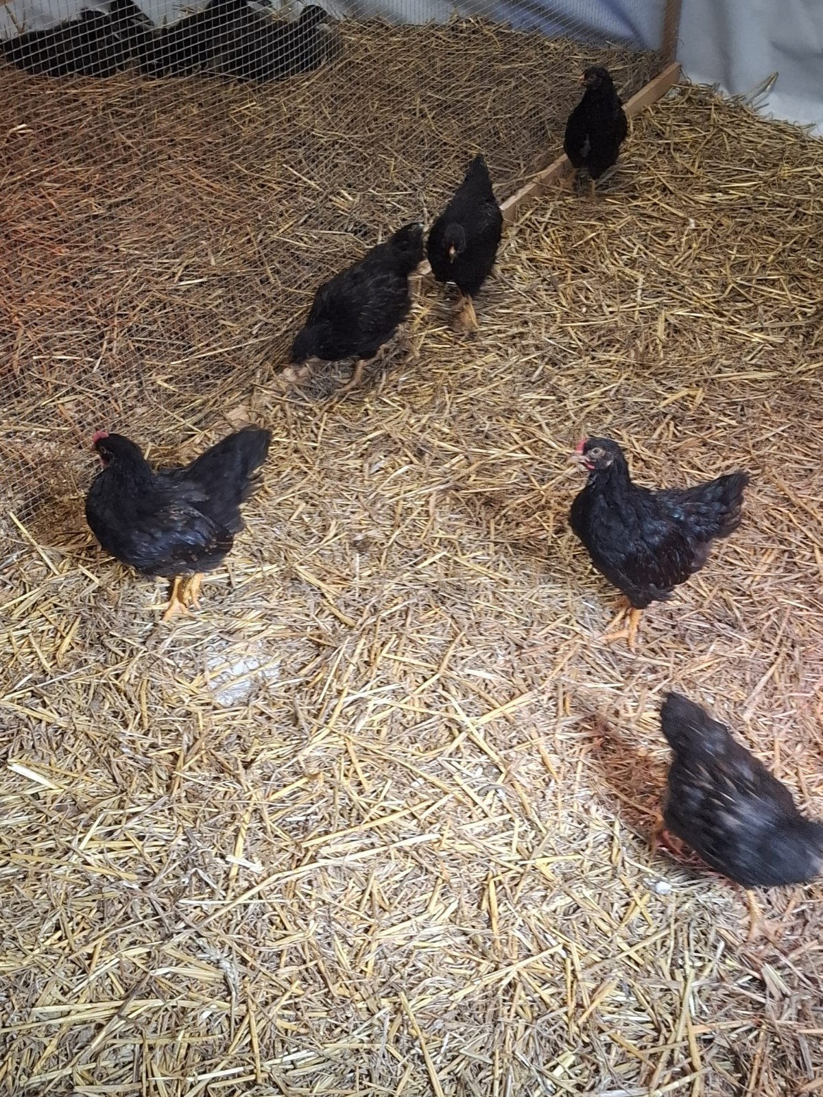 2 Barnevelders haantjes., Mannelijk, Kip