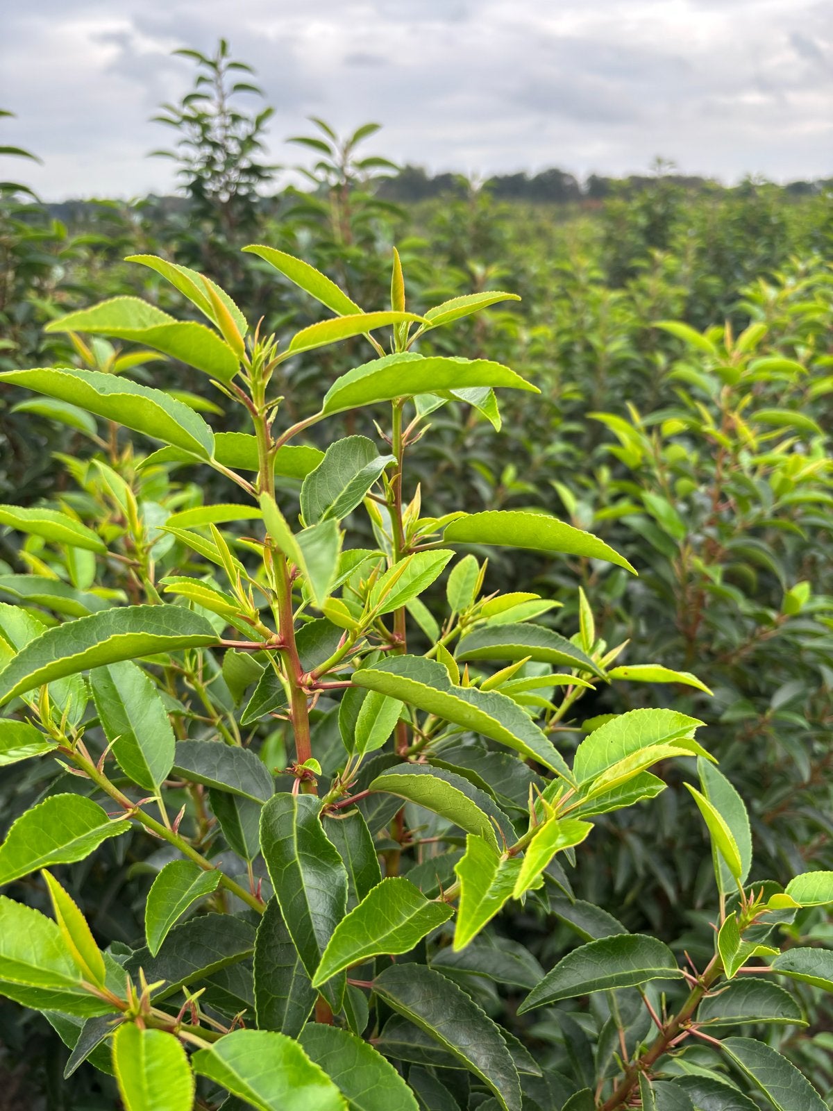 Portugese Laurier - Prunus Lusitanica Angustifolia, Ophalen, Laurier, Haag, 100 tot 250 cm