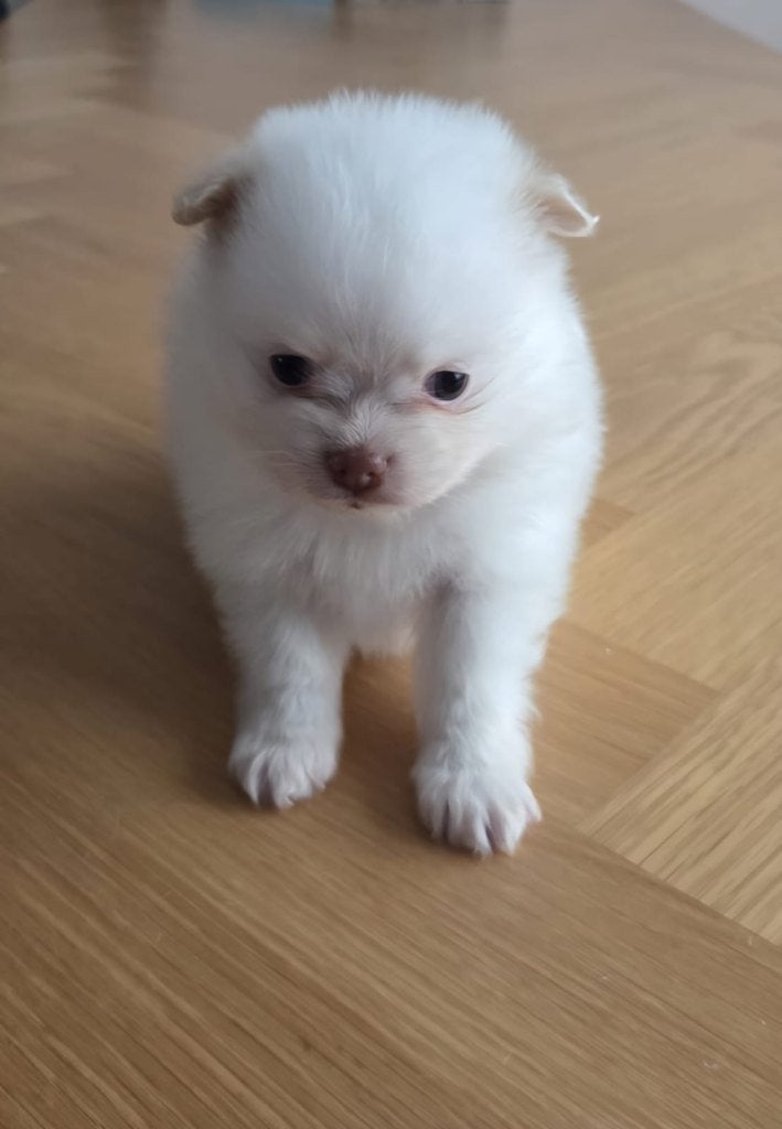 Pomeriaan pups, Dieren en Toebehoren, Overige rassen, CDV (hondenziekte), 8 tot 15 weken, Meerdere
