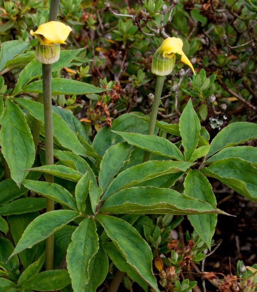 Arisaema flavum Jan op de Preekstoel Zaden, Ophalen of Verzenden, Voorjaar, Volledige schaduw, Zaad