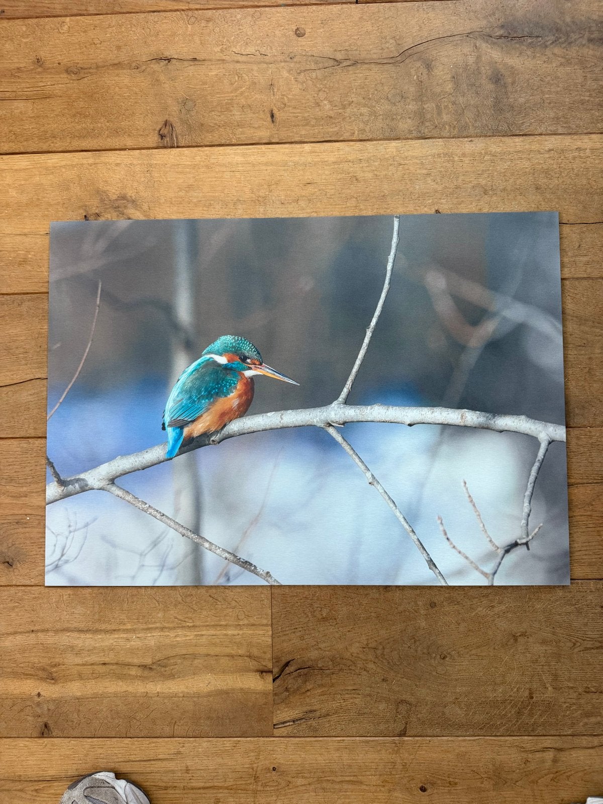 IJsvogel op geborsteld aluminium 70x50 cm, Ophalen, 50 – 75, Nieuw, Print