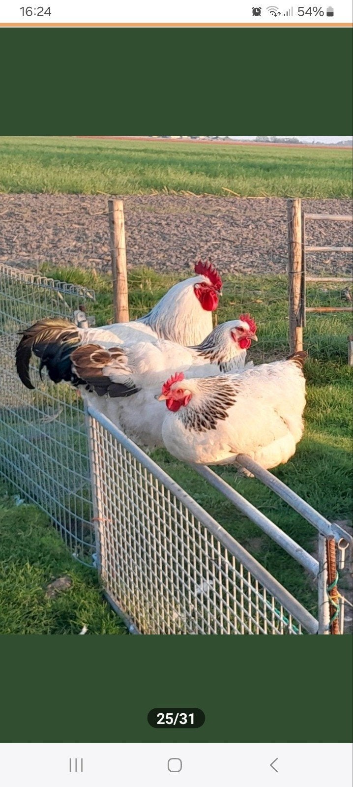 Sierkip kip  sussex columbia, Vrouwelijk, Kip