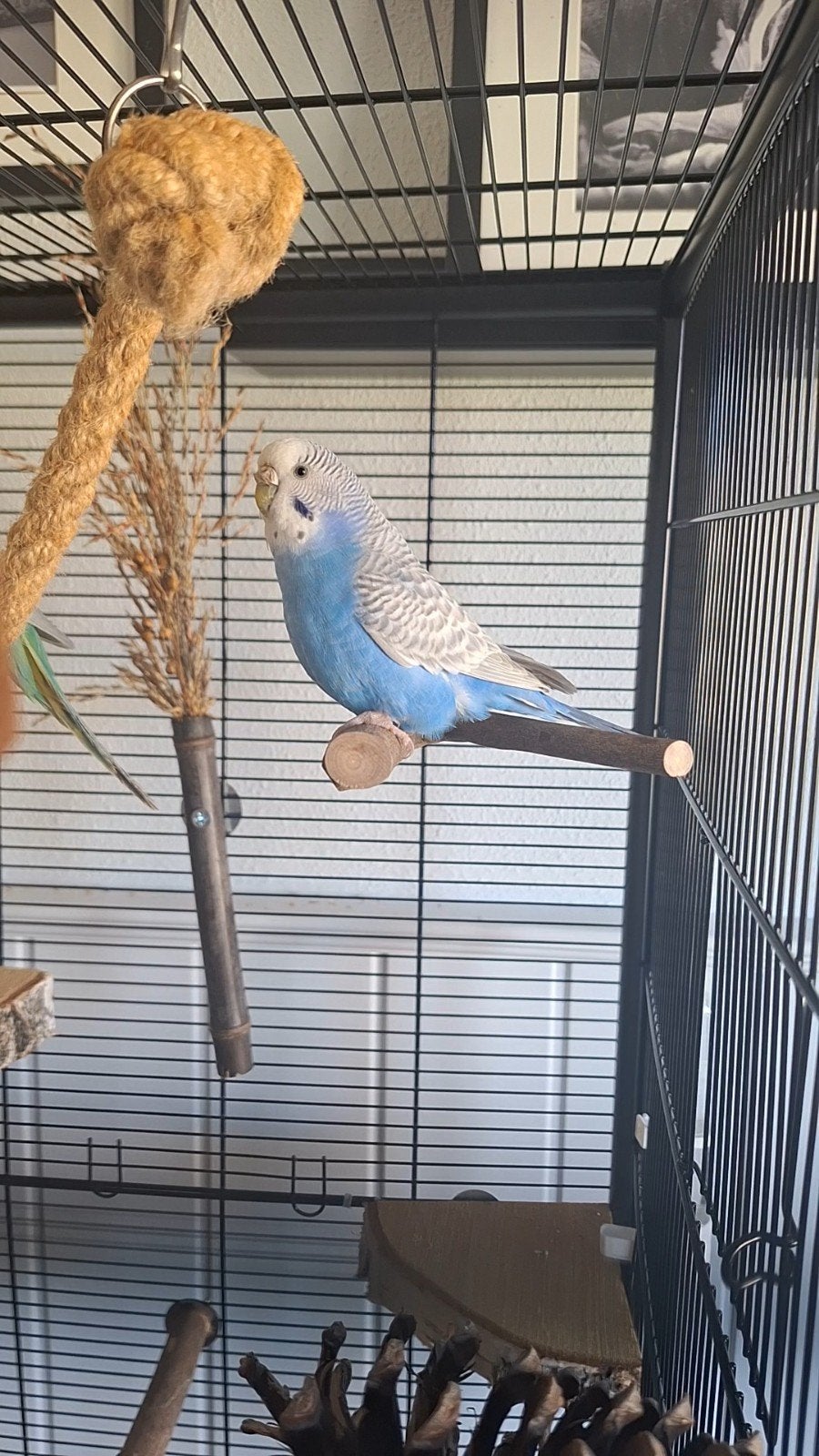Missing/Vermist: Strijen. Parkiet, Dieren en Toebehoren, Vrouwelijk, Parkiet, Geringd