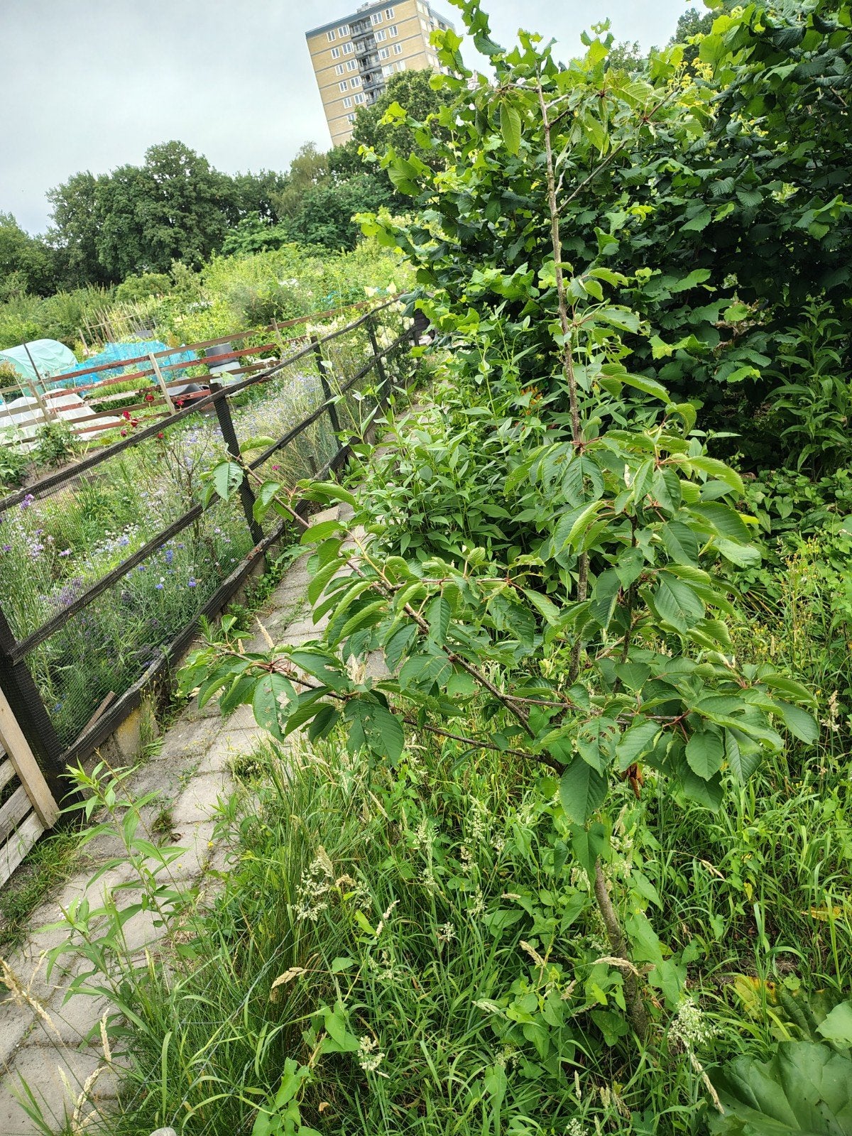 Jonge kersenboom 2 stuks, Ophalen, 100 tot 250 cm, Kersenboom, Lente