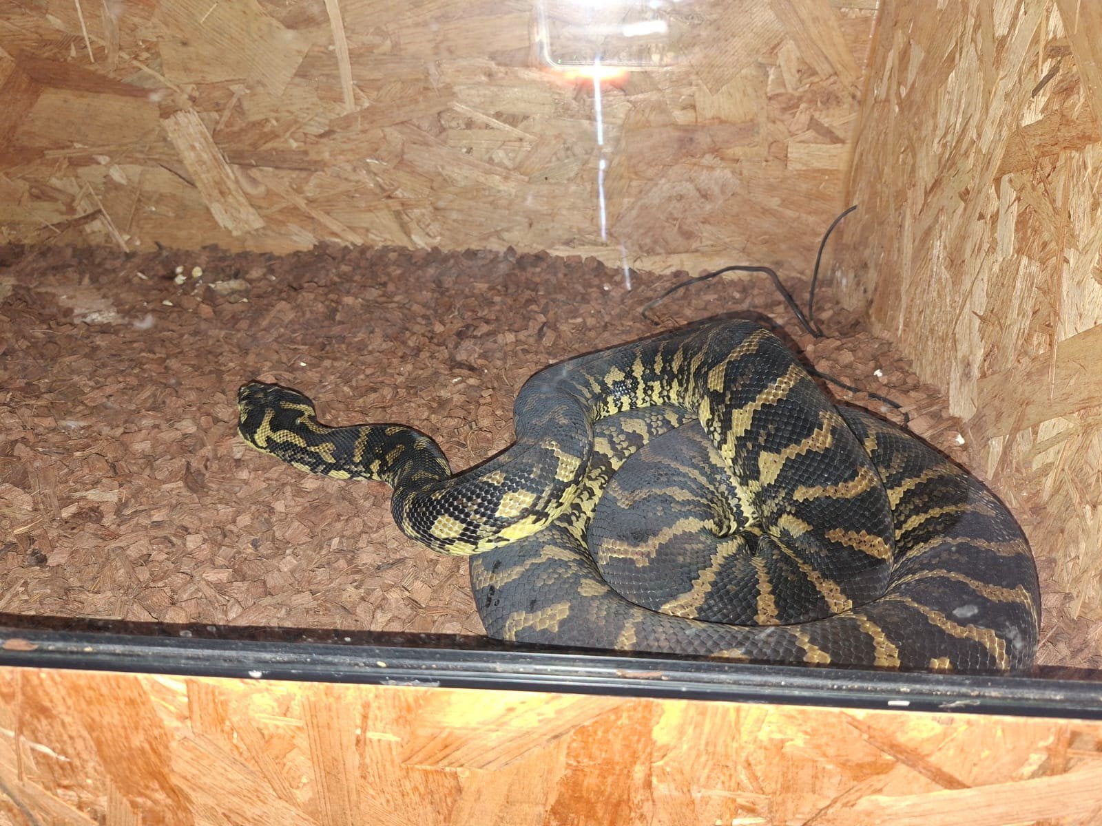 Morelia spilota variegata 1.2 Carpet Python - unknown for sale from A.