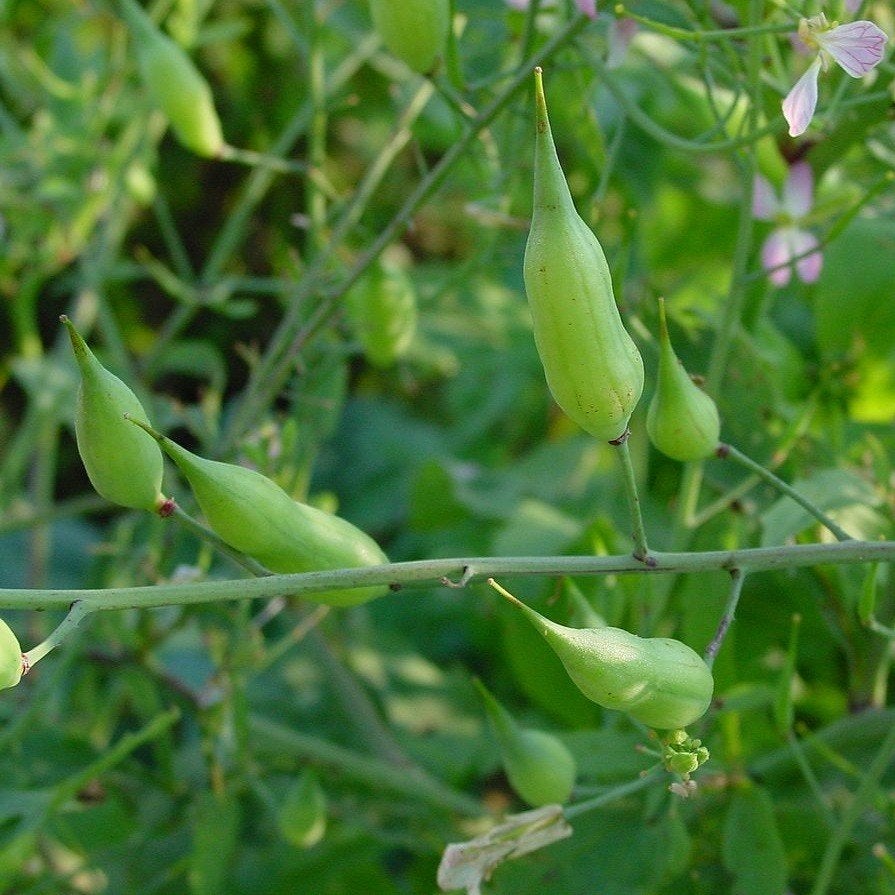 Uit de biologische moestuin: Slangenradijs, zaden, Ophalen of Verzenden, Voorjaar, Halfschaduw, Zaad