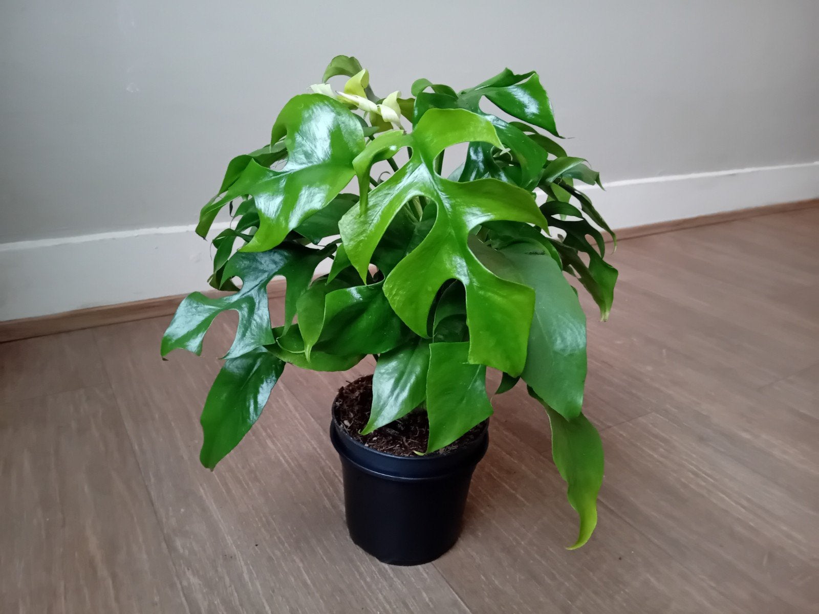 kamerplant 40cm monstera minima, Ophalen, Overige soorten, Halfschaduw, In pot