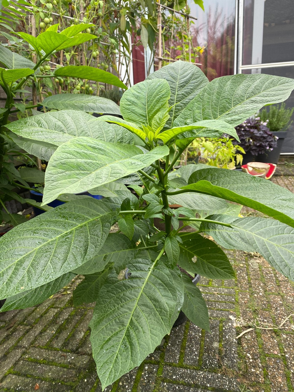 Brugmansia, Tuin en Terras, Overige soorten, 100 tot 250 cm, Zomer, Ophalen
