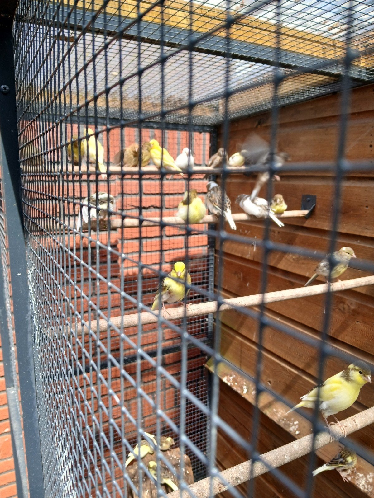Kanaries en parkieten uit volière, Meerdere dieren, Kleurkanarie