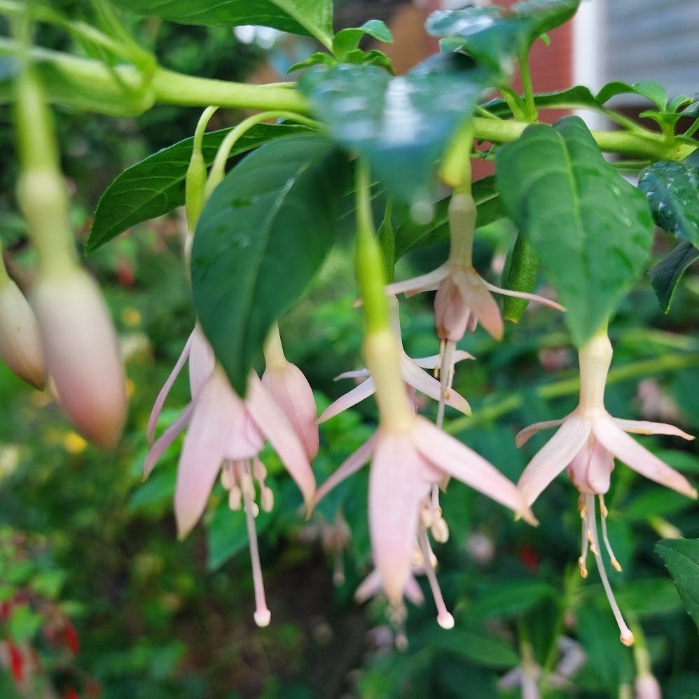 Winterharde Fuchsia's 3 soorten, Tuin en Terras, Planten | Tuinplanten, Volle zon, Vaste plant, Zomer, Ophalen