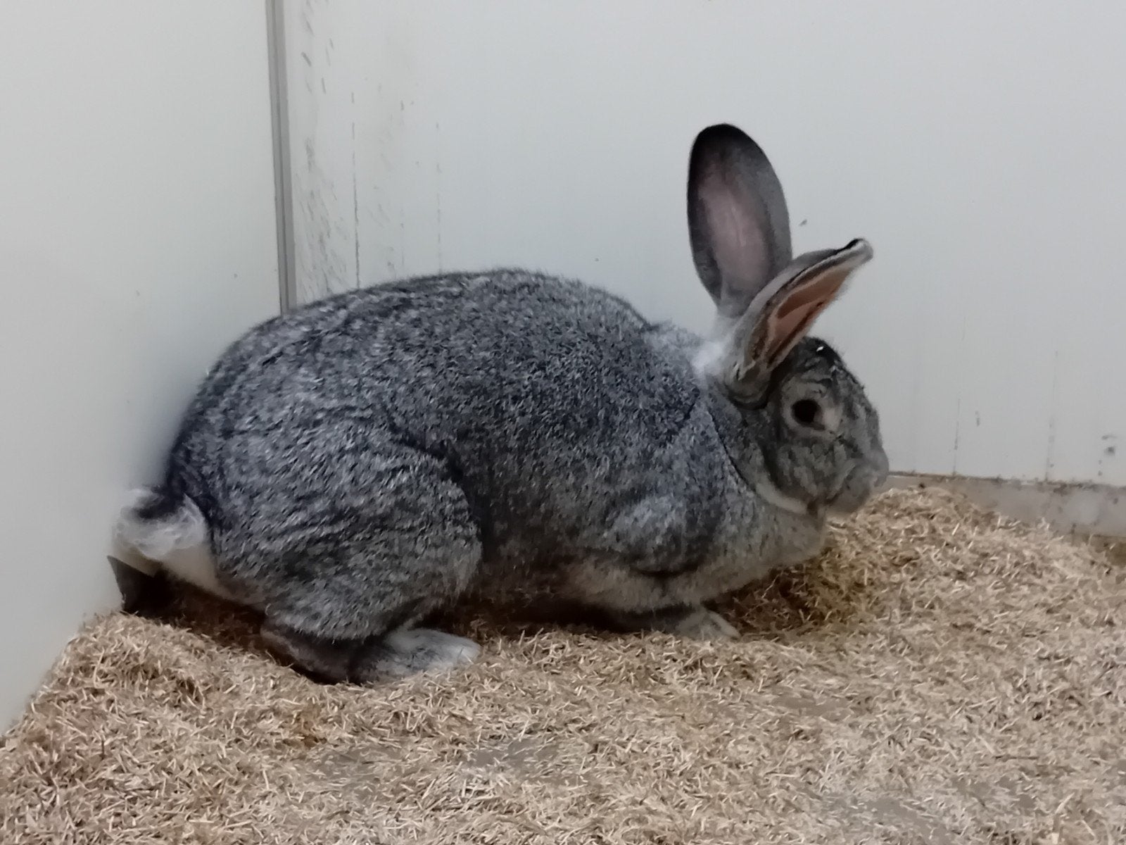 voedster vlaamse reus chinchilla, Vrouwelijk, Groot