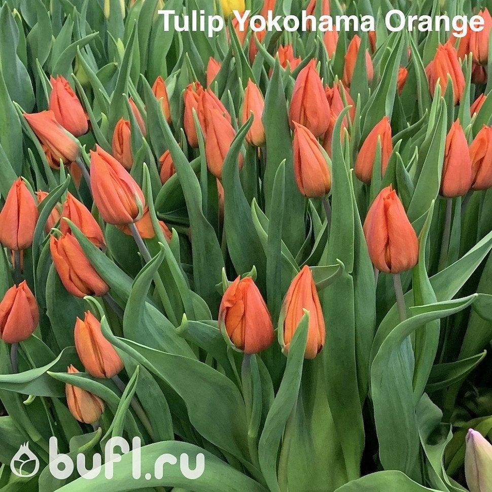 Tulpenbollen, Ophalen, Najaar, Volle zon, Bloembol