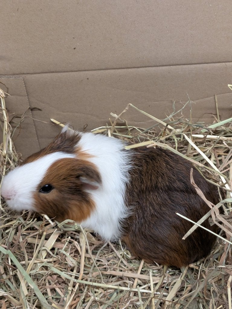 Jonge cavia beertjes, Dieren en Toebehoren, Juni, Mannelijk, Cavia