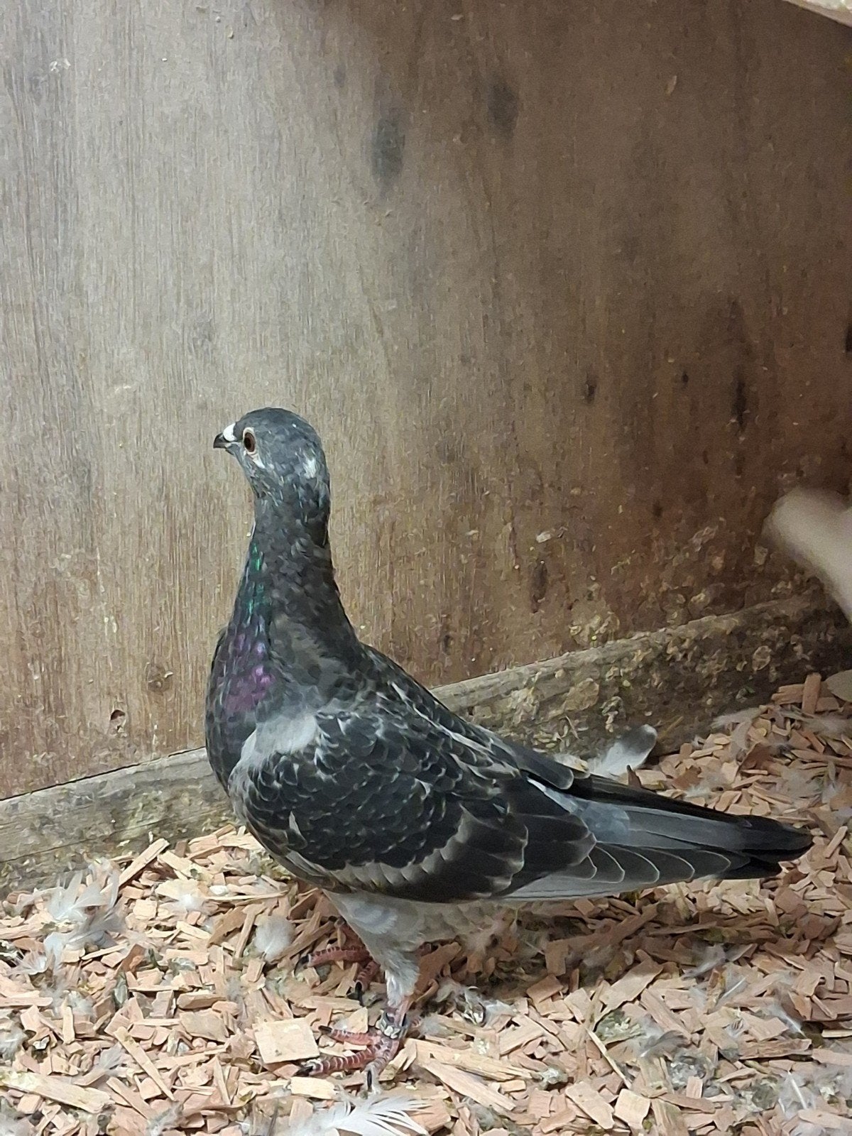 jonge postduif, Dieren en Toebehoren