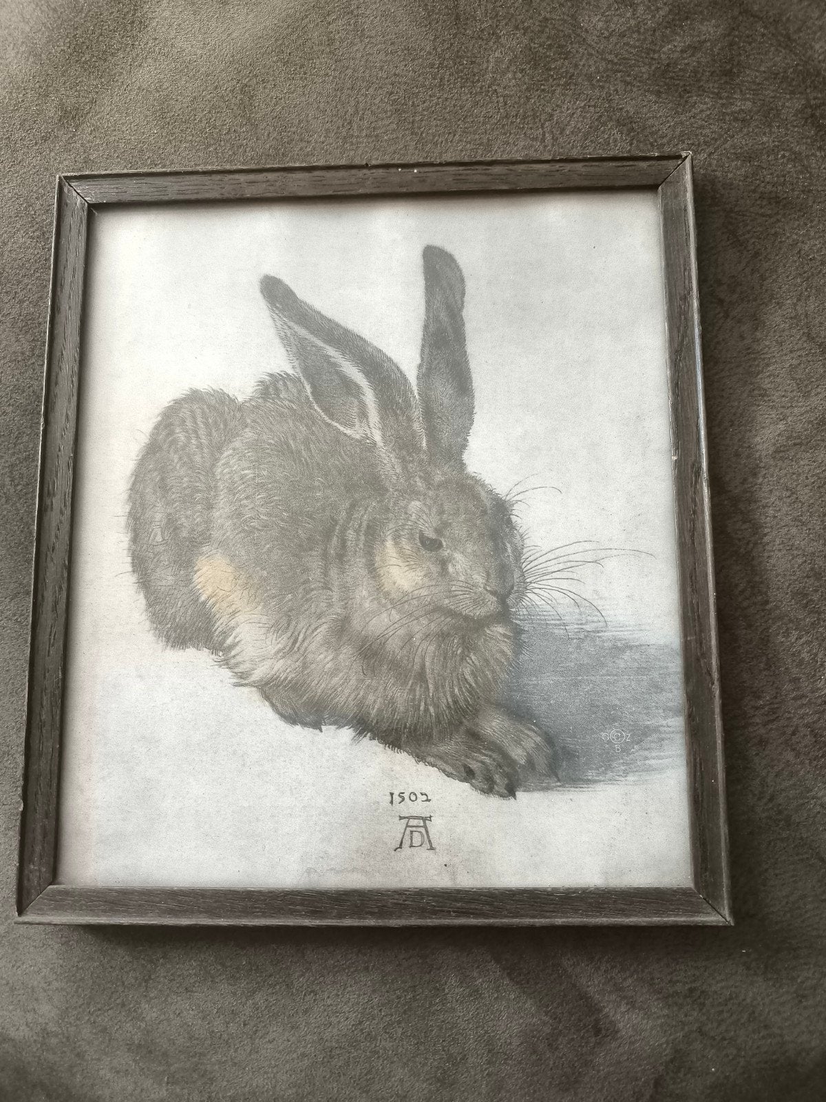 Albrecht Dürer,  Uit 1914 in originele lijst., Ingelijst, Ophalen of Verzenden, Flora en Fauna, 1950 - 1999