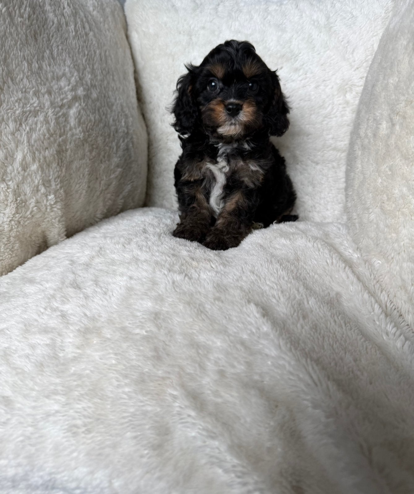 Cavapoo pups prachtige lieve puppys, Parvo, Overige rassen, 8 tot 15 weken, Meerdere