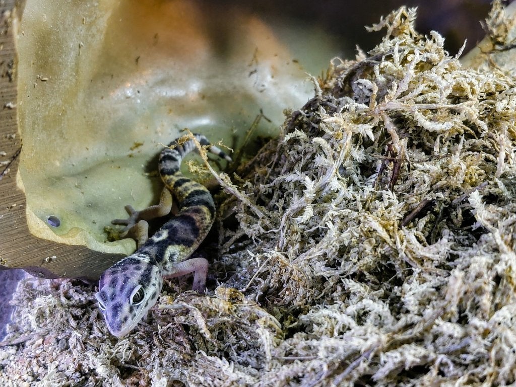 Prachtige Luipaardgekko's (Eublepharis macularius) Leopard Gecko photo 2