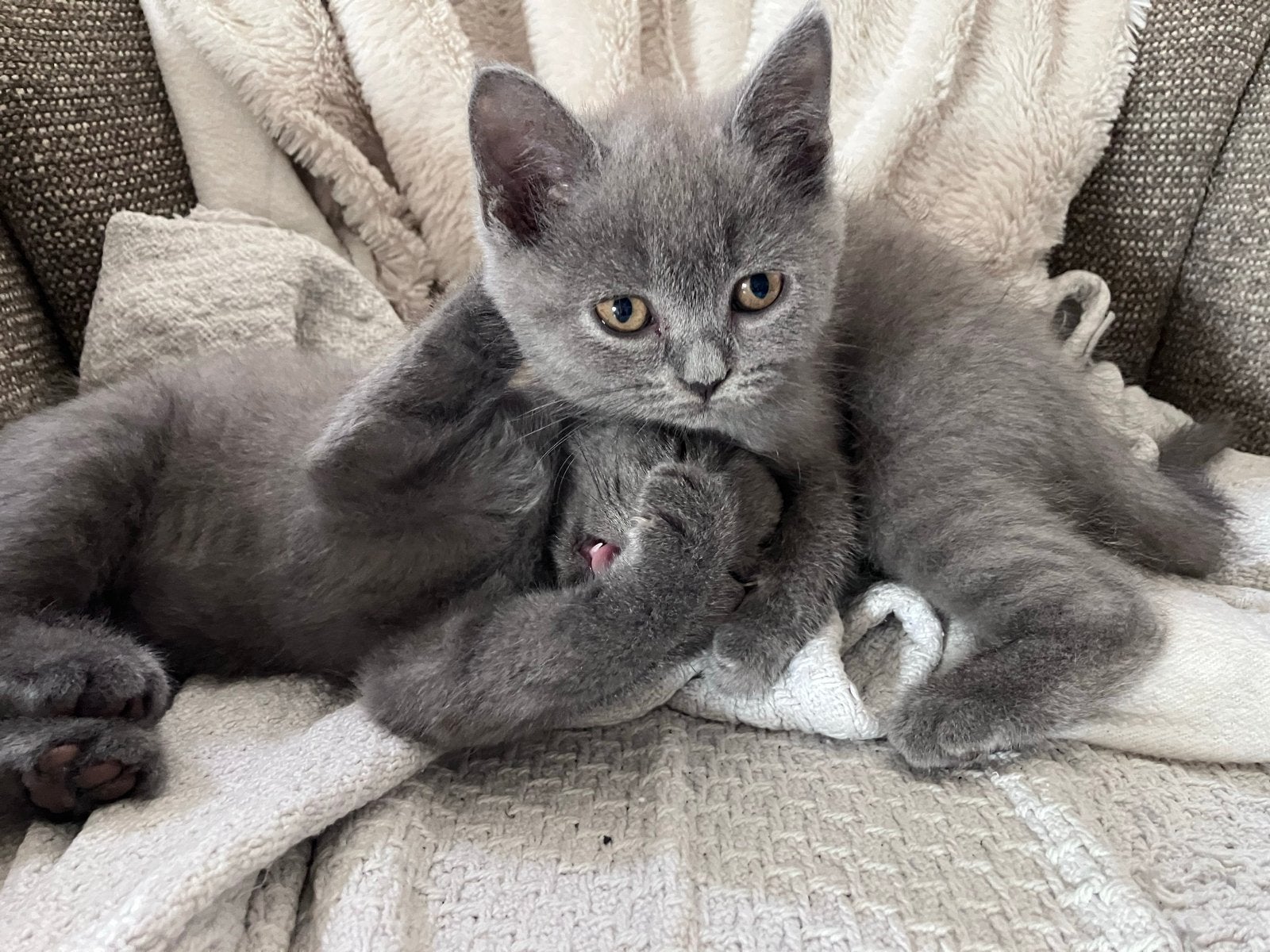 Britse kortharige katers en poezen kittens, Meerdere dieren, Ontwormd