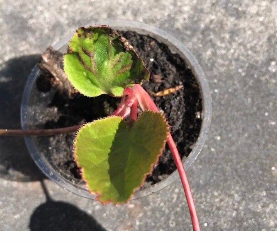 Schoenlappersplant, Ophalen of Verzenden, Halfschaduw, Minder dan 100 cm