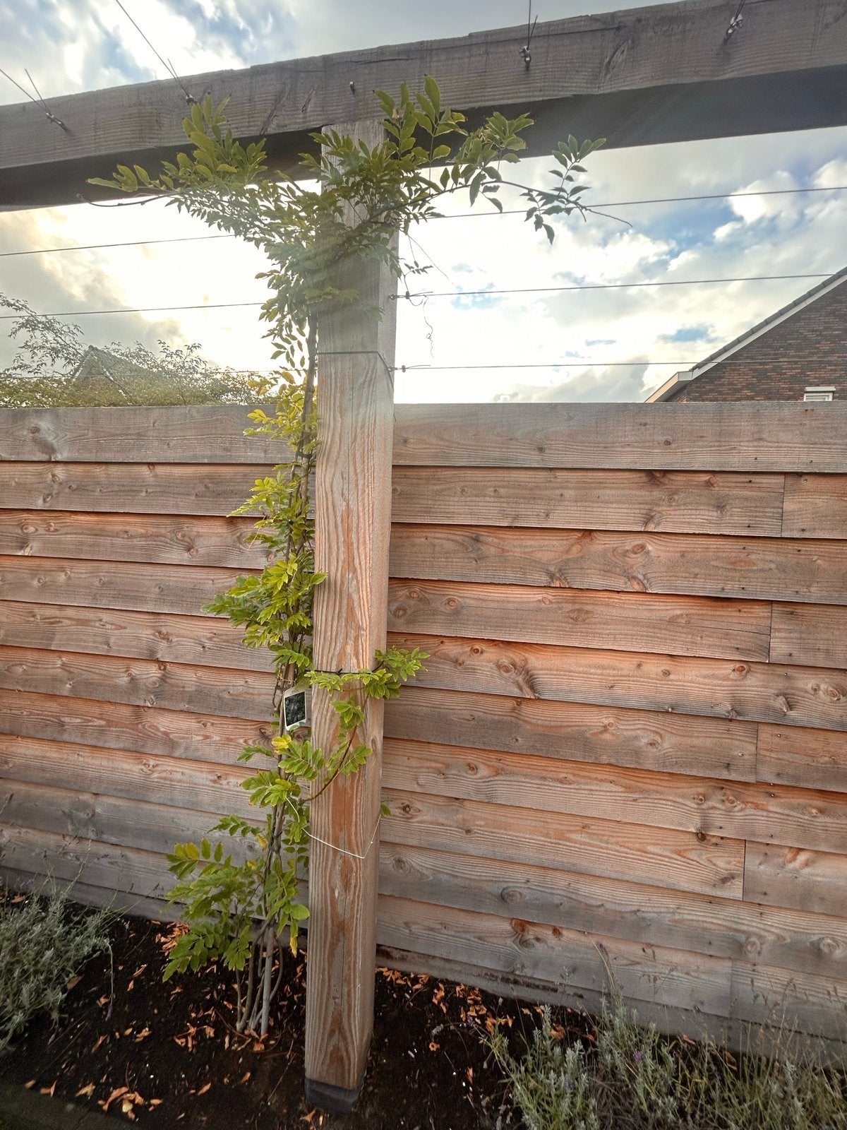 Blauwe regen (Wisteria) - Jonge klimplant voor uw tuin, Ophalen, Volle zon, Vaste plant, Klimplanten