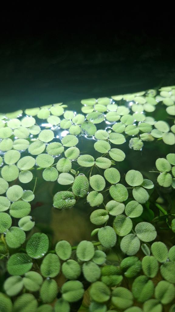 Aquarium plant, Ophalen of Verzenden, Plant(en), Steen of Hout
