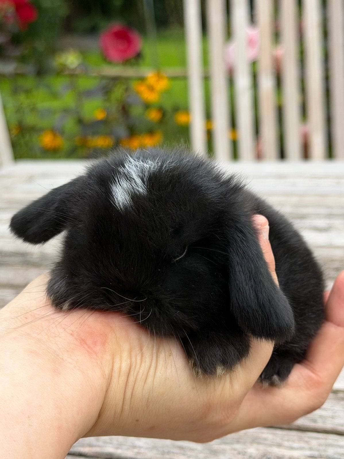 Prachtige Minilop konijntjes in koppeltjes te reserveren!, Dieren en Toebehoren, Meerdere dieren, Dwerg, Hangoor, 0 tot 2 jaar