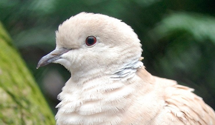 Gezocht: Jonge witband tortelduif, Dieren en Toebehoren, Vogels | Duiven, Meerdere dieren