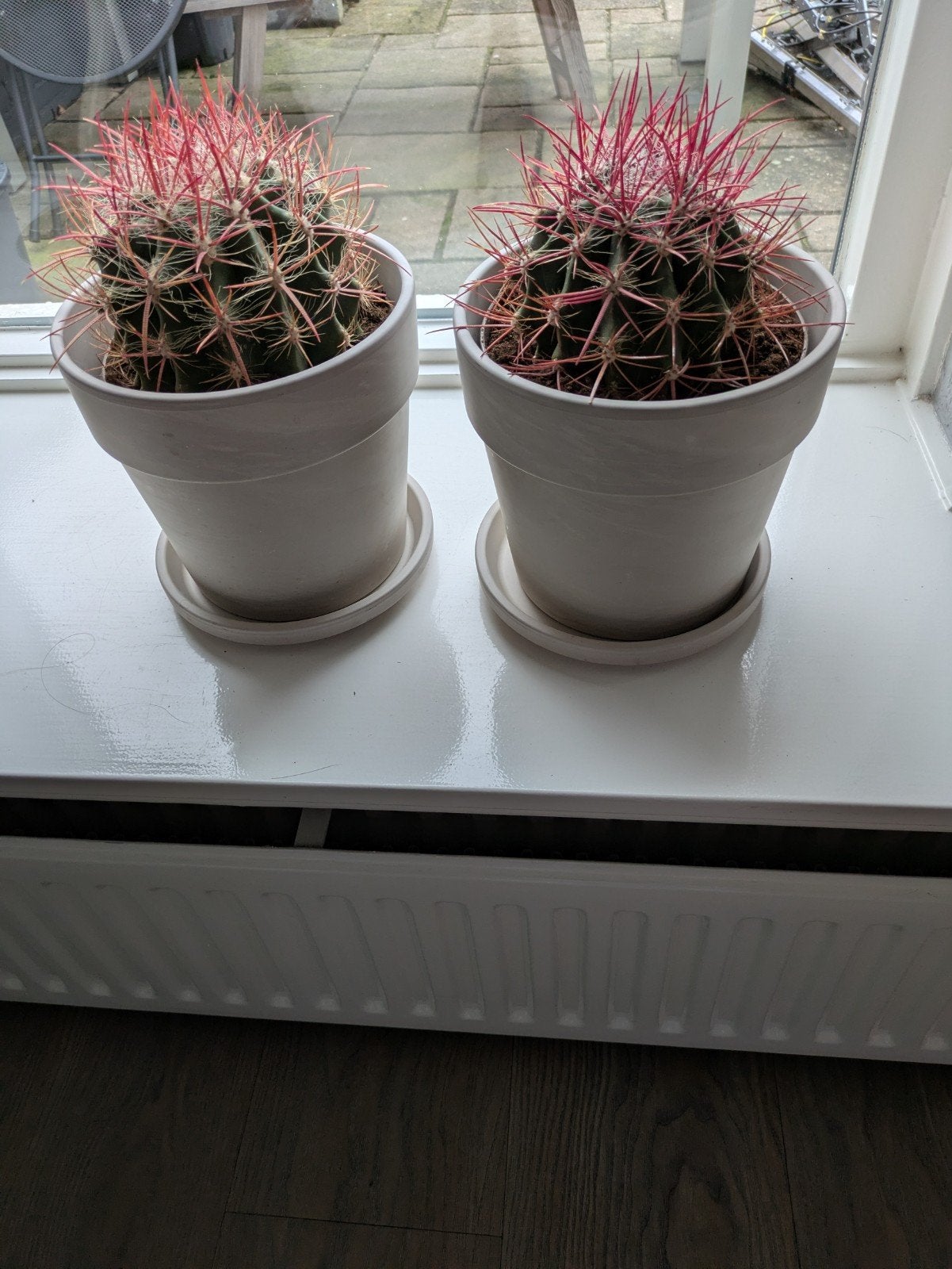 2 mooie kamerplanten (cactussen ), Huis en Inrichting, Ophalen, In pot, Volle zon, Minder dan 100 cm