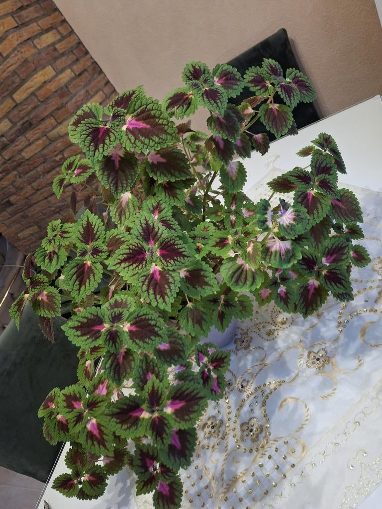 Kleurrijke Coleus (Siernetel) in pot, Ophalen, Overige soorten, Halfschaduw, In pot