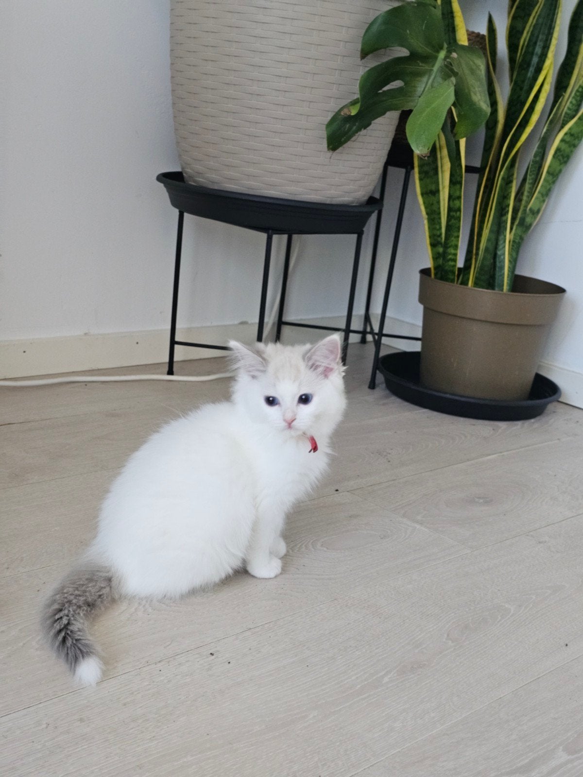 Nog 1 prachtige Ragdoll kitten zoekt een liefdevol thuis, Meerdere dieren, Gechipt, 0 tot 2 jaar