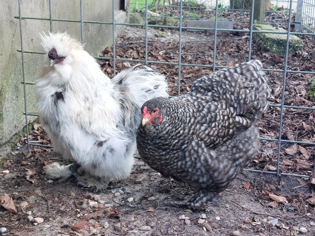 Chocolade platenbont/paint zijdehoen haan., Dieren en Toebehoren, Mannelijk, Kip