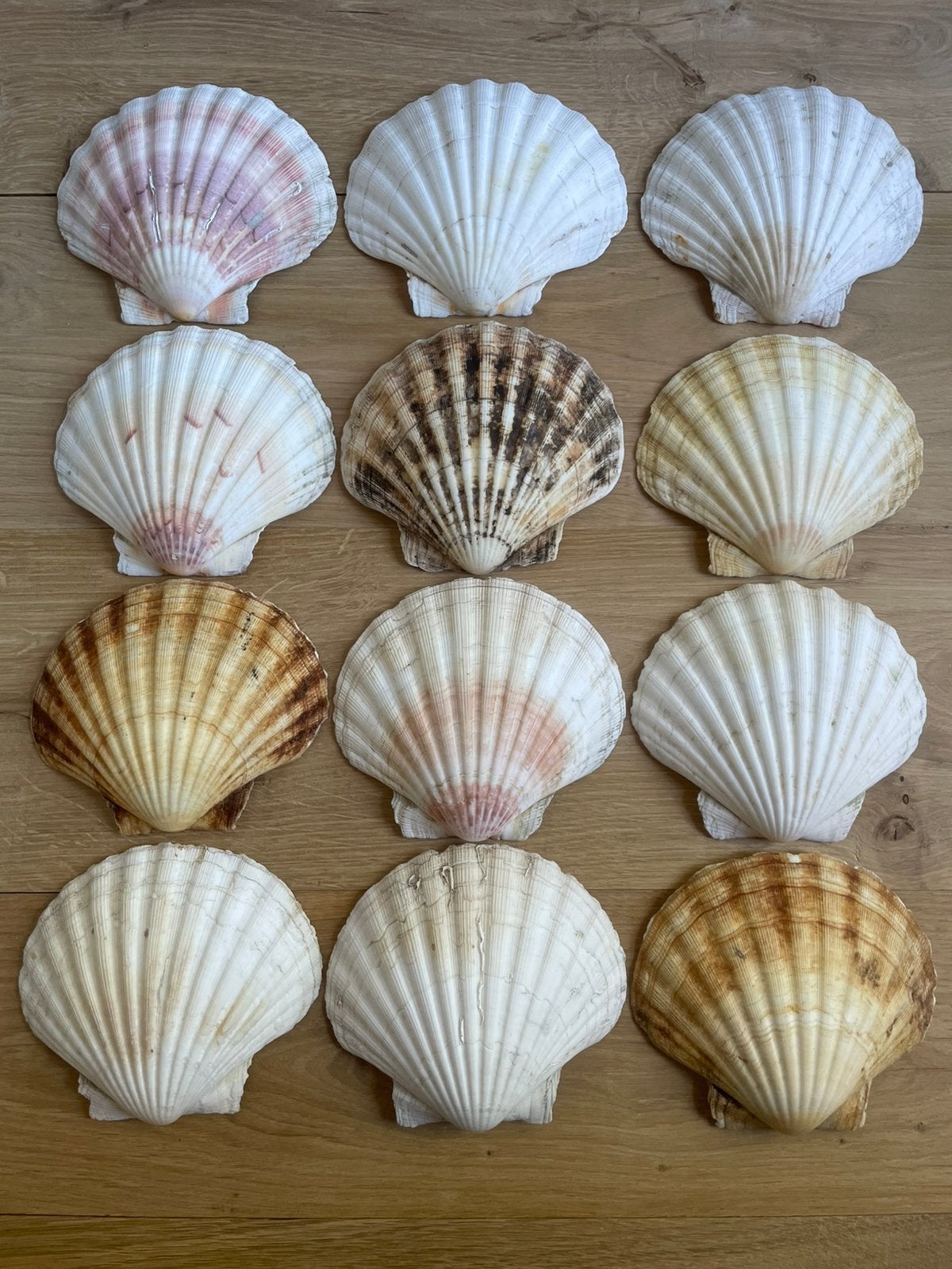 12 Héle grote Sint Jacobs Schelpen., Ophalen of Verzenden, Schelp(en)