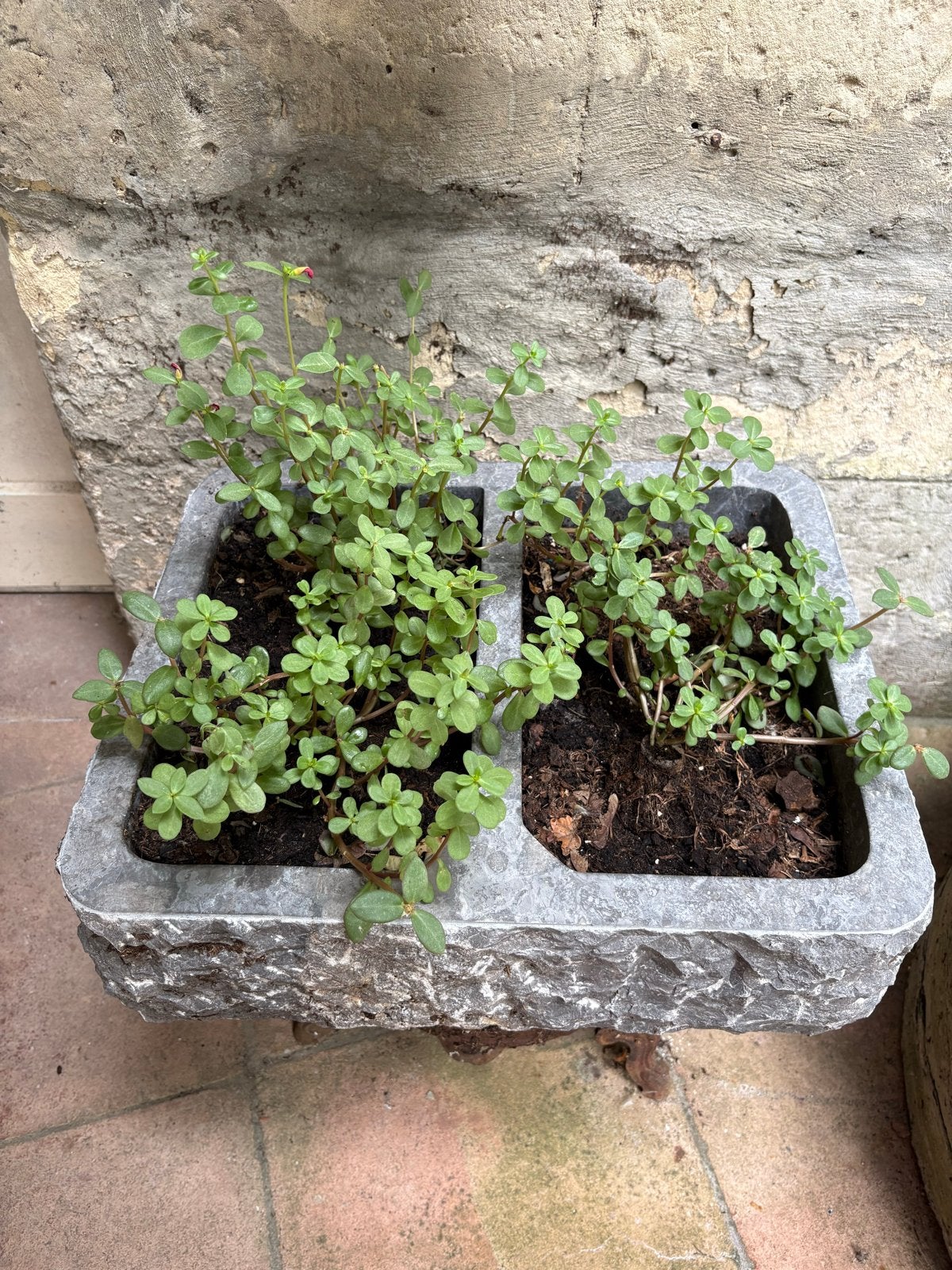 Blauwsteen bak met twee vakken voor plantjes, Tuin en Terras, Ophalen, Steen, Gebruikt, Minder dan 30 cm