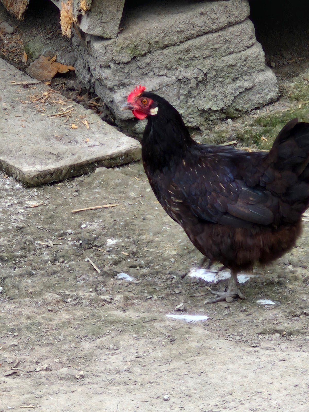 Grote krielen, Meerdere dieren, Kip