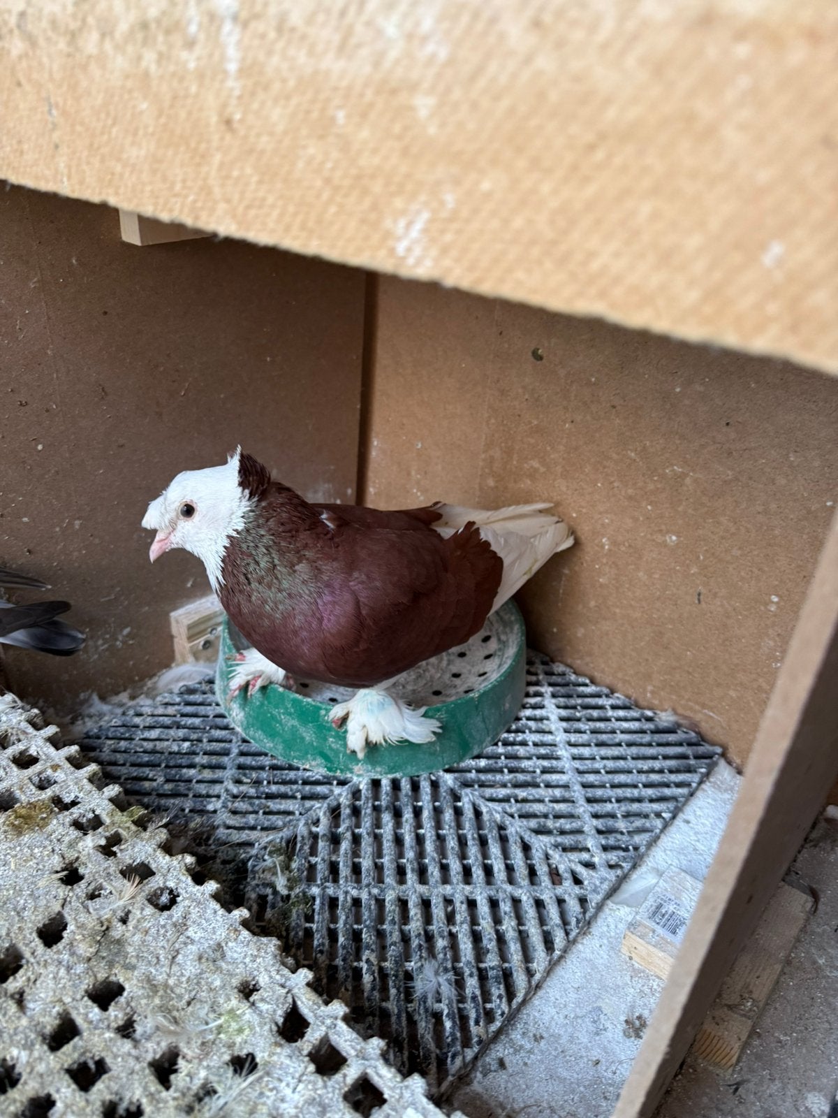 Takla koppel, Dieren en Toebehoren, Vogels | Duiven, Meerdere dieren
