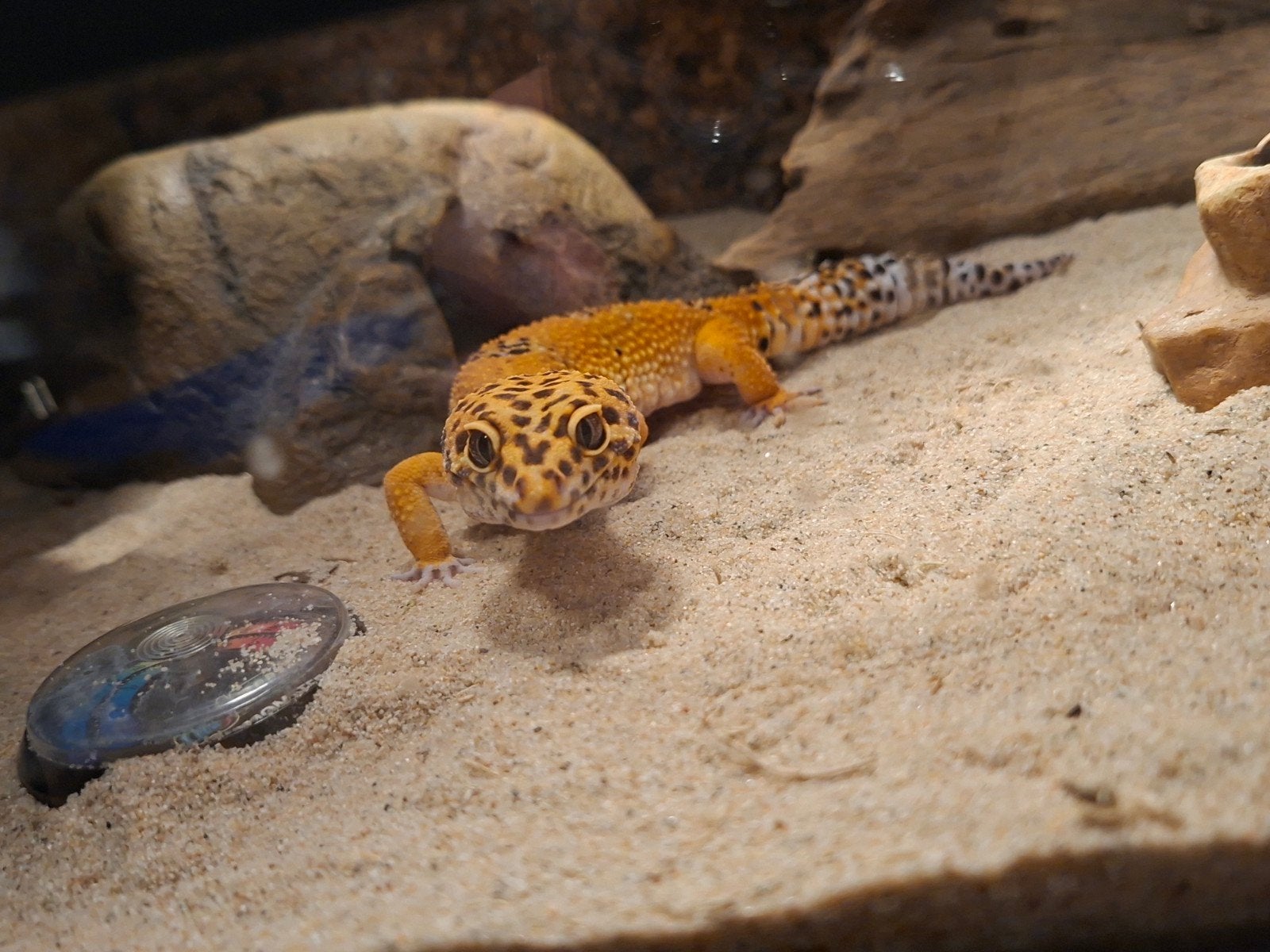 Luipaardgekko met Terrarium Leopard Gecko - male for sale from chris