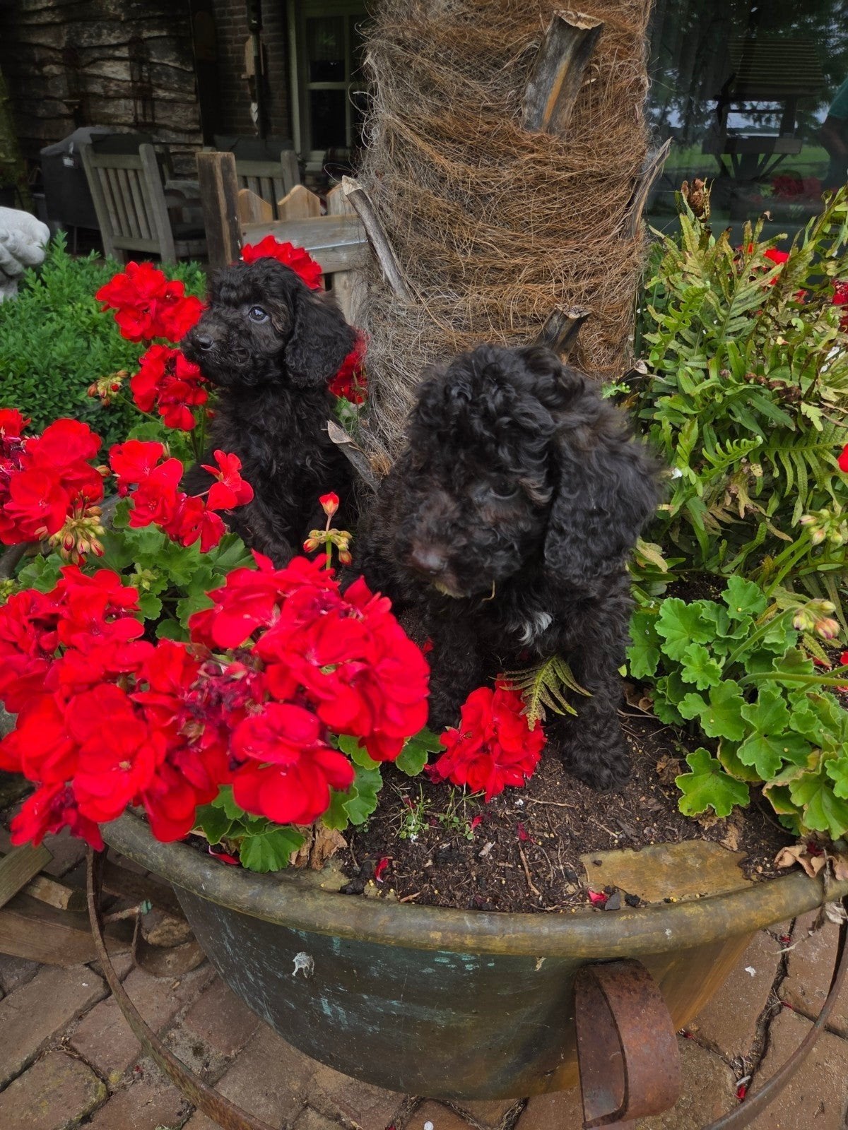 Ter adoptie Ollie of Moos, Parvo, Reu, 8 tot 15 weken, Eén hond