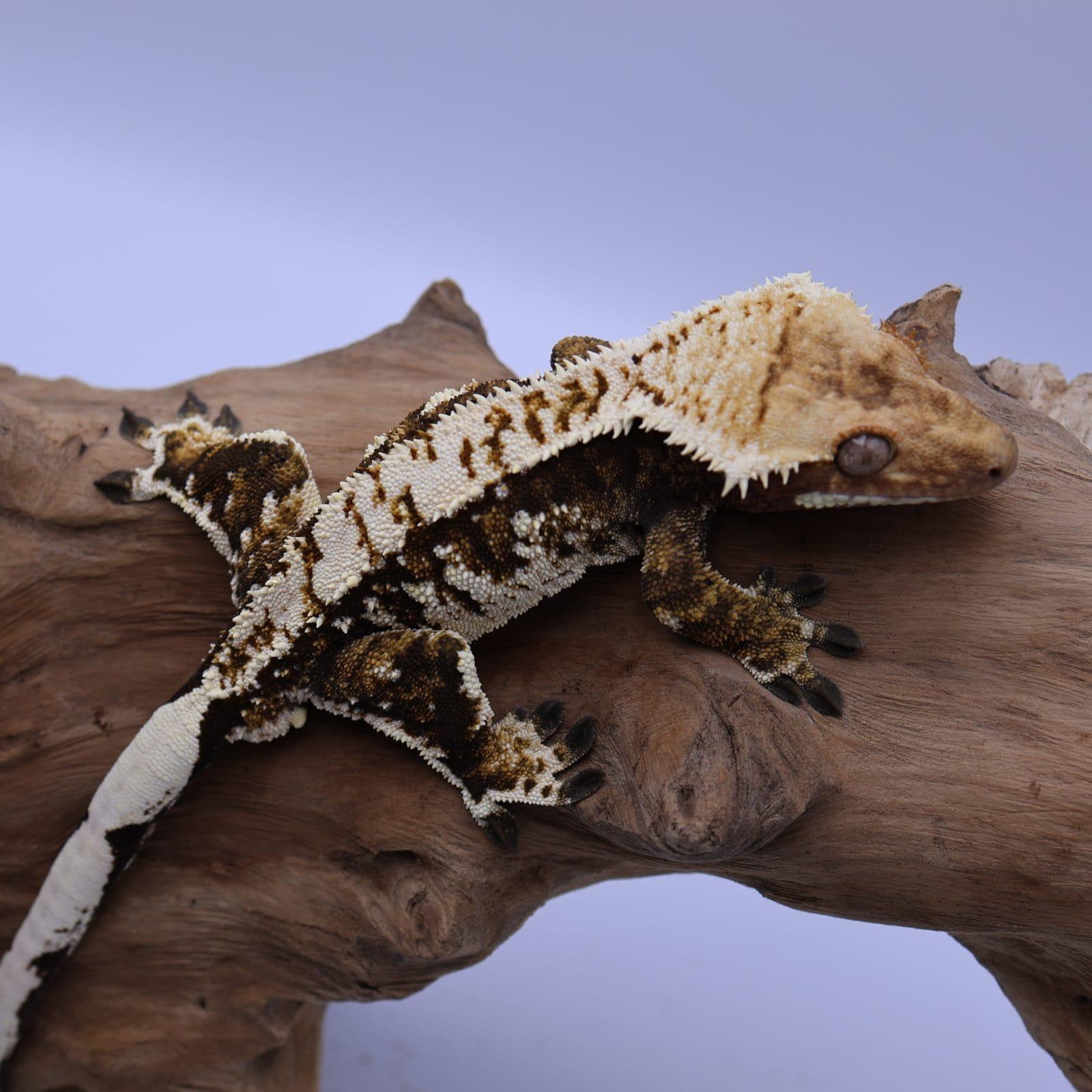 Wimper gekko (high end) Tricolor (man), Dieren en Toebehoren, Hagedis, 3 tot 6 jaar