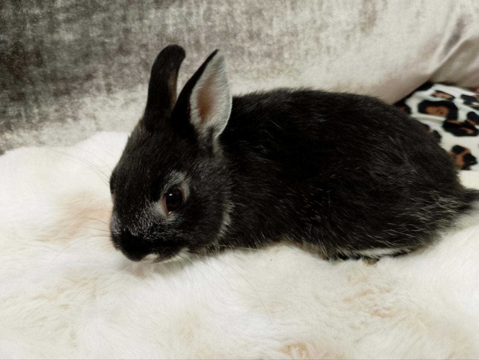 Tamme jonge Dwerg konijntjes, Dieren en Toebehoren, Meerdere dieren, Dwerg, 0 tot 2 jaar